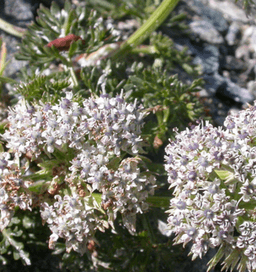 Ligusticum chuanxiong